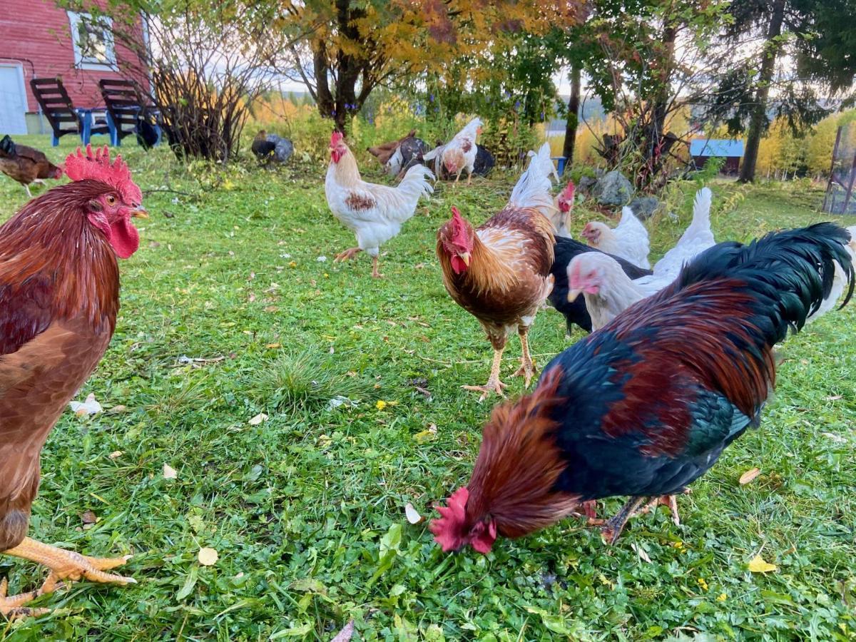 Vildmarksgard Lillviken Strömsund Dış mekan fotoğraf