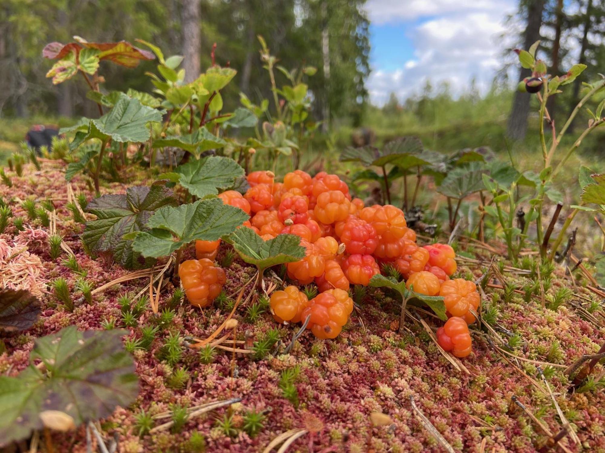 Vildmarksgard Lillviken Strömsund Dış mekan fotoğraf