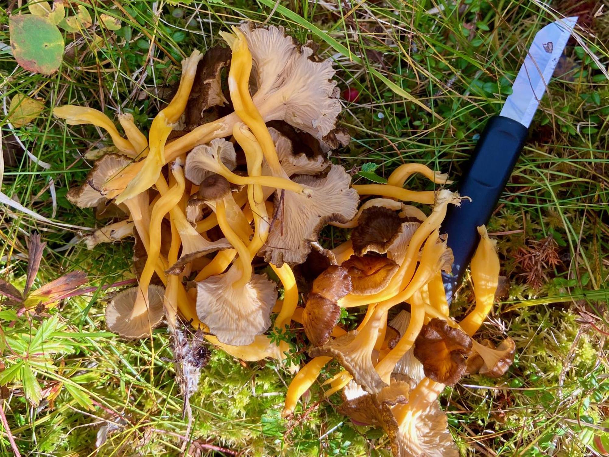 Vildmarksgard Lillviken Strömsund Dış mekan fotoğraf